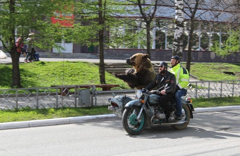 Niedźwiedź na motorze Rosja