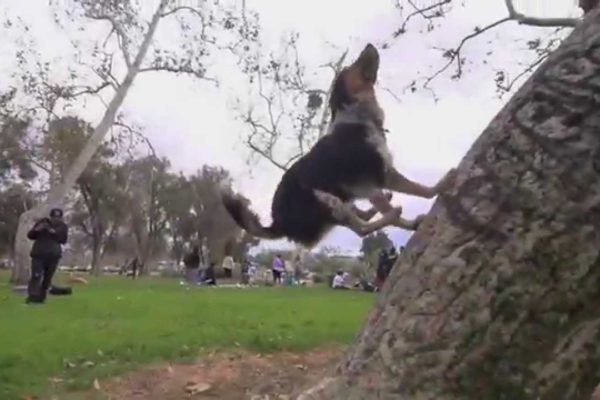 pies parkour