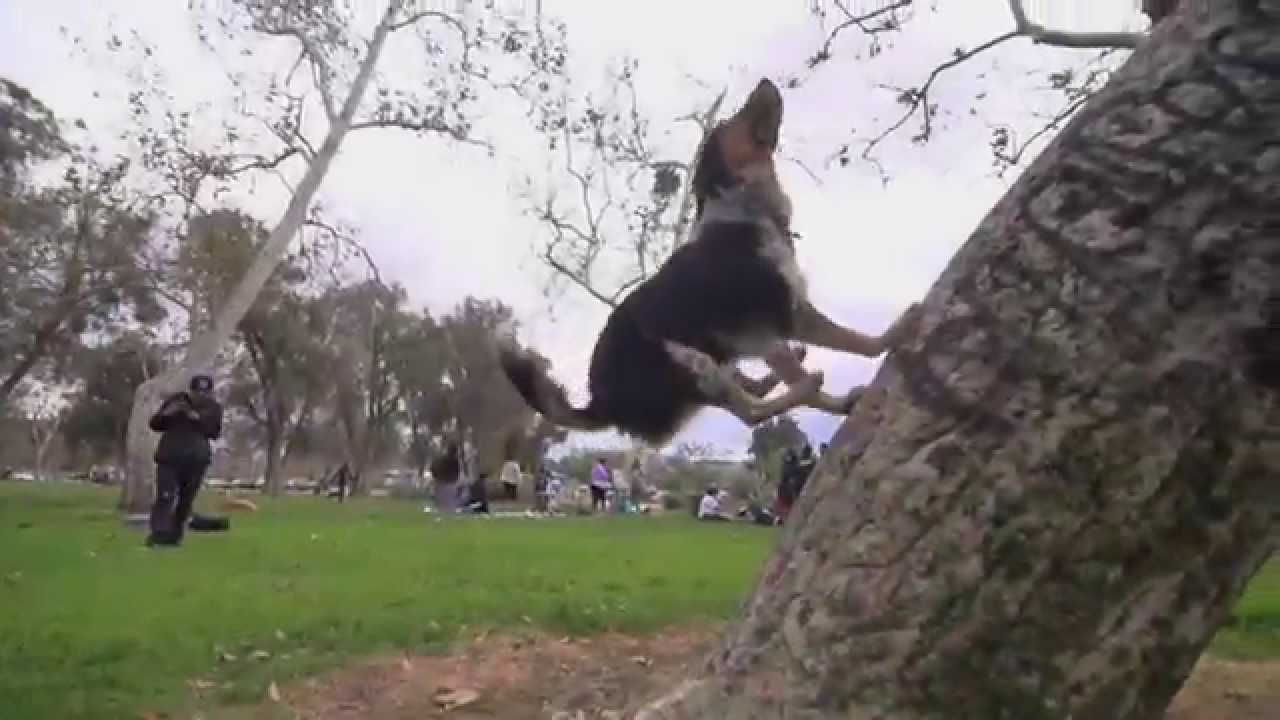 pies parkour