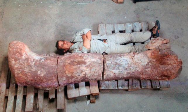 największy dinozaur na świecie - szczątki Argentyna